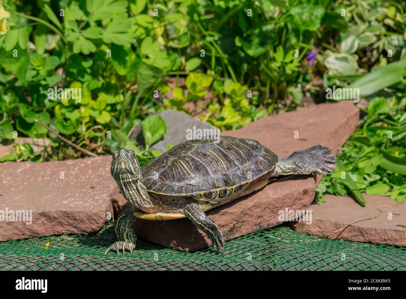 tartaruga rossa da vicino in ambiente naturale Foto Stock