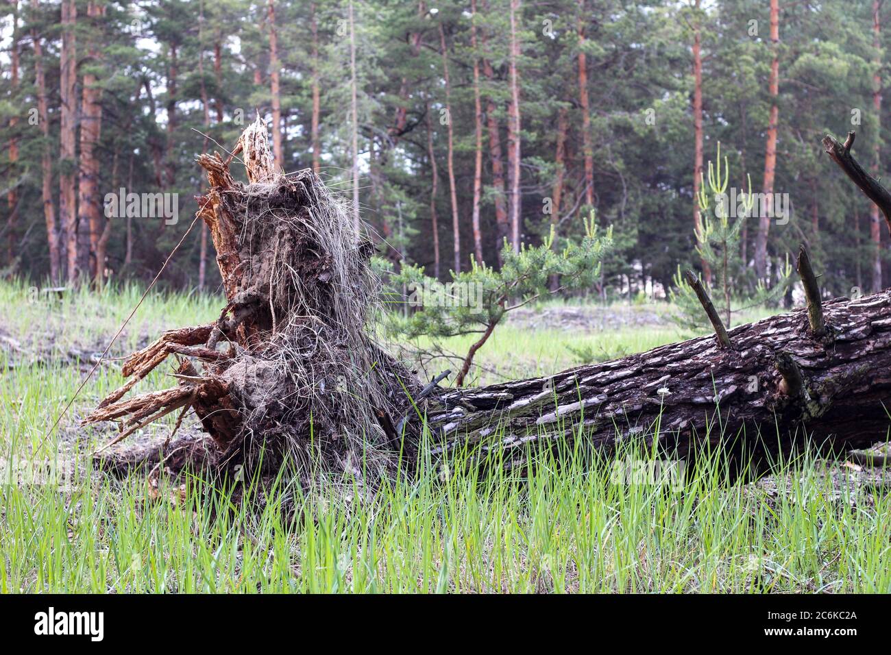 La conseguenza di un grave uragano. La radice di un albero strappato dal suolo sullo sfondo di una fila di pini sfocati Foto Stock