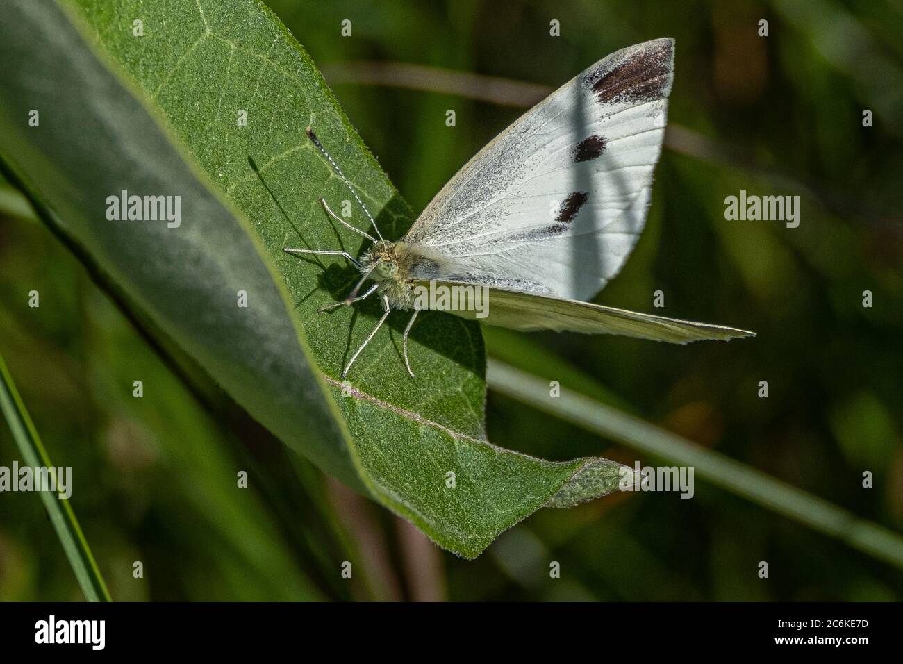 Il cavolo bianco butterfly Foto Stock