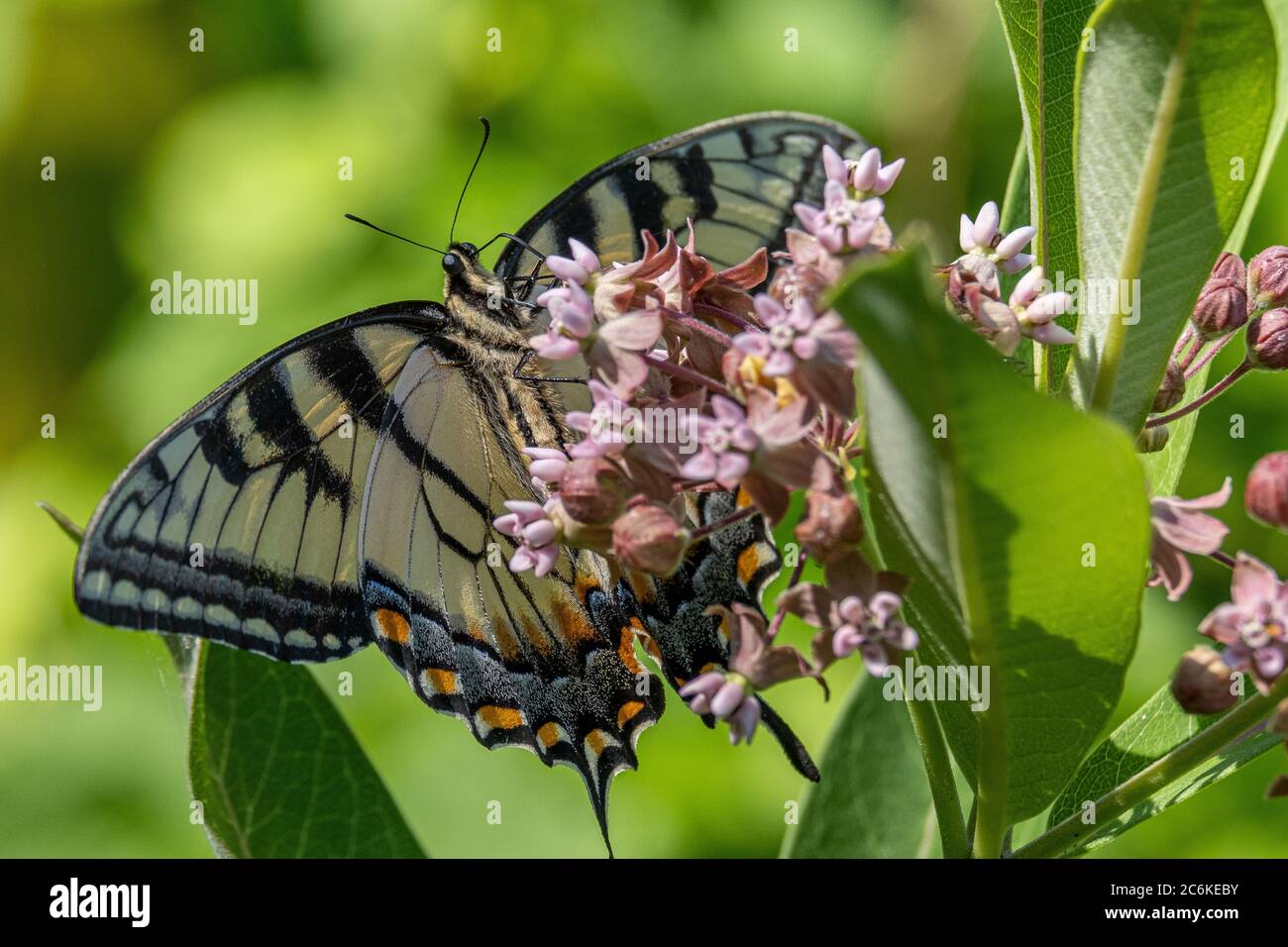 Farfalla della coda di rondine della tigre orientale (coda di rondine gialla) su un fiore di zizzone Foto Stock