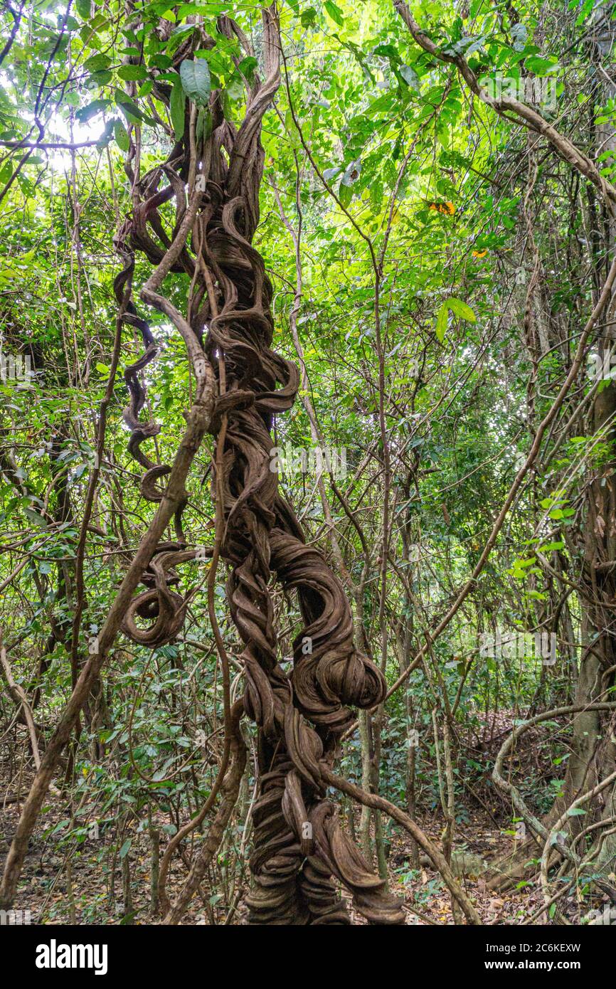 radici di albero in foresta tropicale. albero molto tortuoso Foto Stock