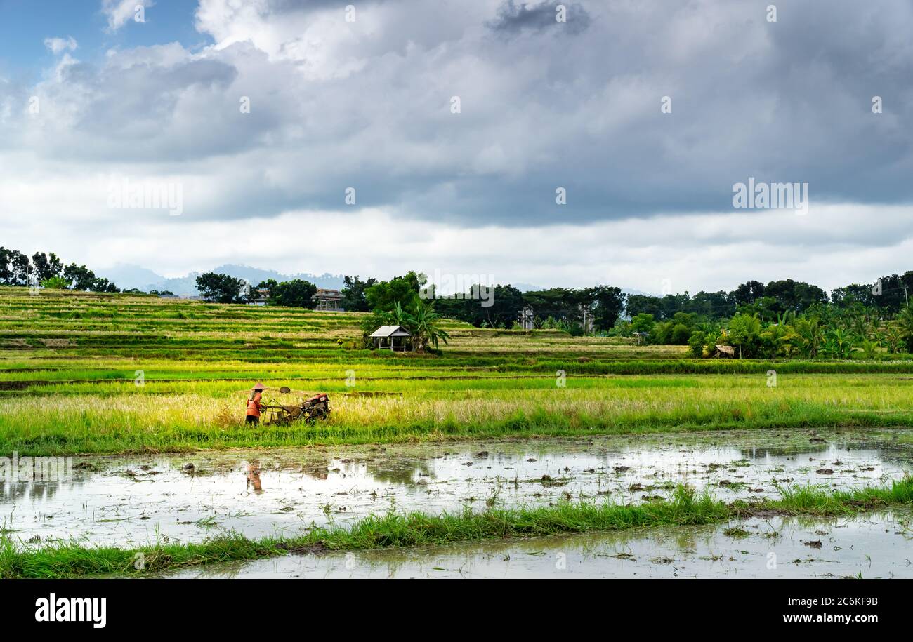 Piantagione di riso con bufali e uomo che lavora con attrezzi tradizionali. Cielo nuvoloso Foto Stock