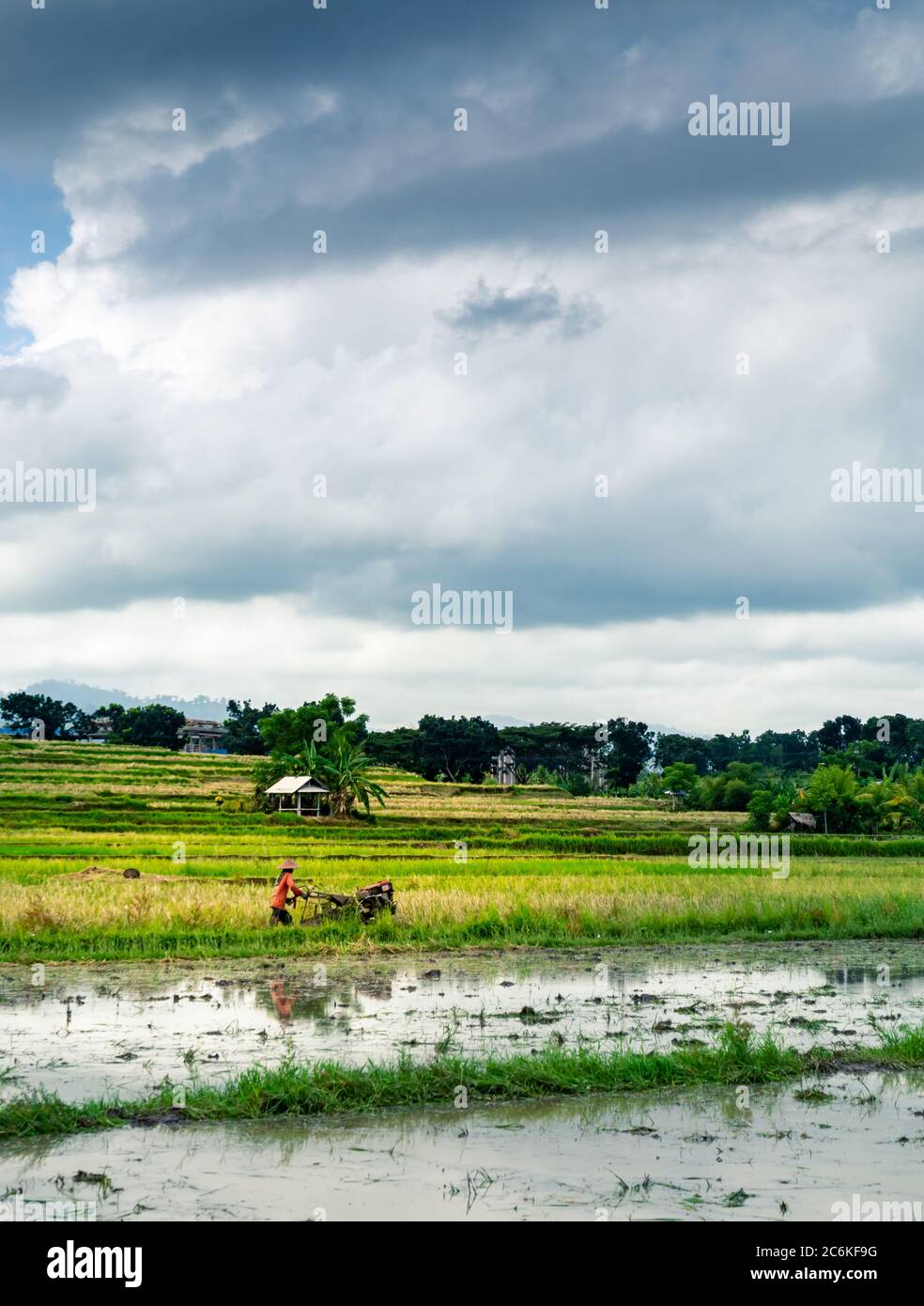 Piantagione di riso con bufali e uomo che lavora con attrezzi tradizionali. Cielo nuvoloso. Formato verticale Foto Stock
