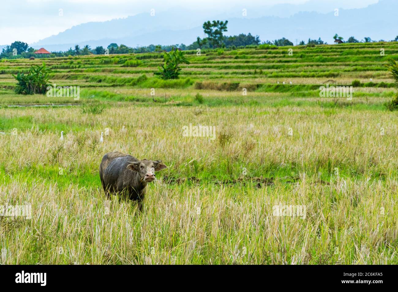 Bufalo isolato in un campo di riso - Bali, Indonesia Foto Stock
