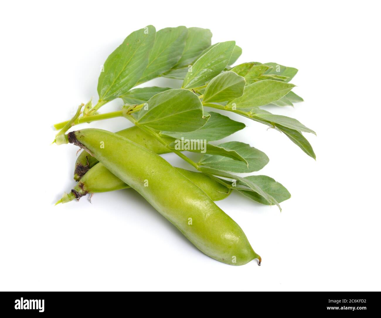 Fagiolo largo di faba di Vicia, fagiolo di fava, o fagiolo di faba, copra fagiolo di cavallo. Fiori isolati Foto Stock