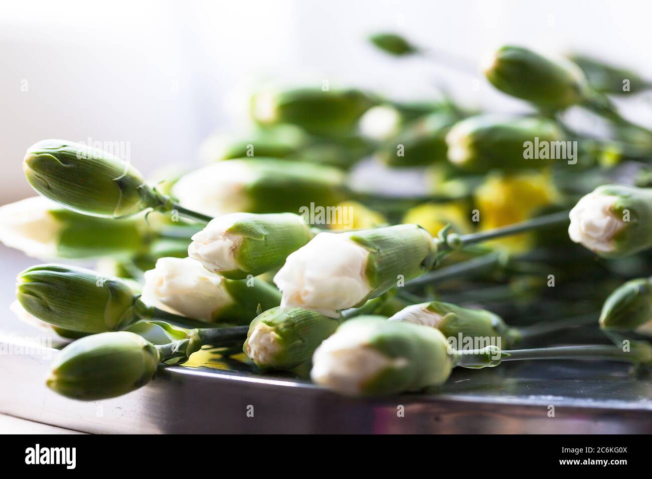 Un mazzo di fiori di garofano bianchi e gialli. Foto Stock