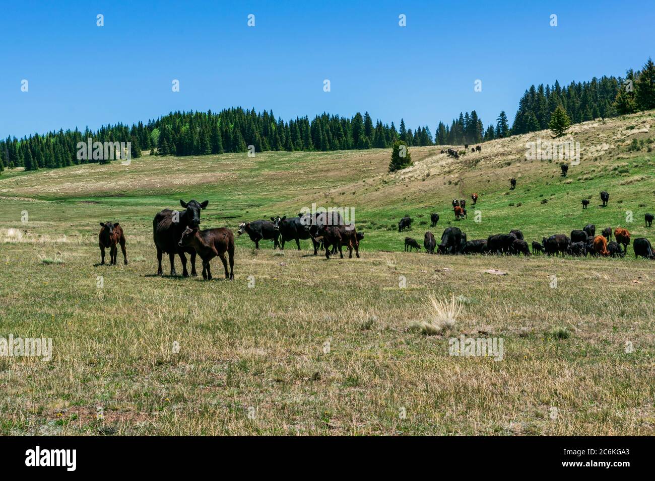 Spostare il bestiame in montagna Foto Stock