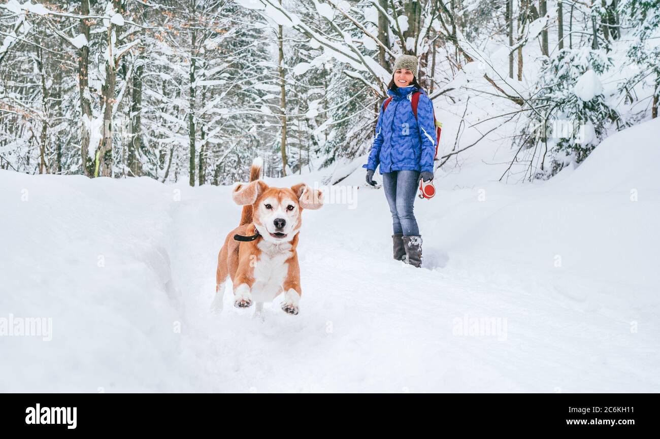 Cane beagle attivo che corre nella neve profonda. La sua proprietaria, che guarda e sorride. Passeggiate invernali con animali domestici concept immagine. Foto Stock