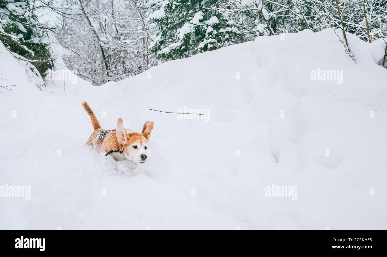 Beagle cane che corre in profonda neve foresta in montagna con orecchie divertenti in aria. Foto Stock