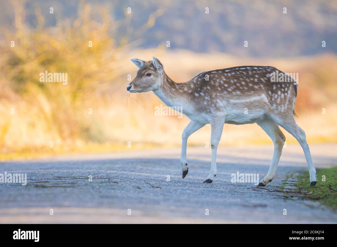 Daino (Dama Dama) giovane pegno che attraversa con attenzione una strada Foto Stock