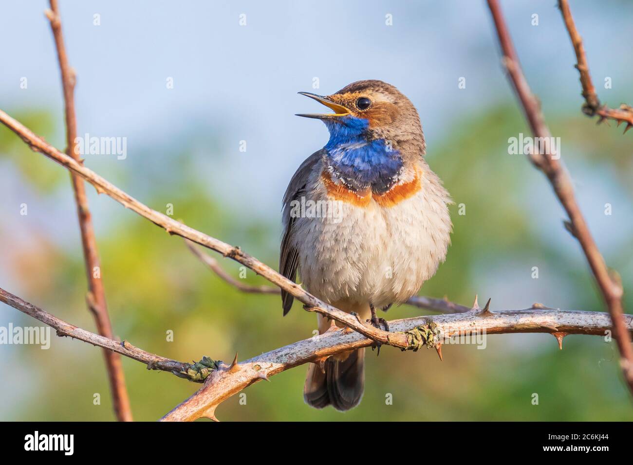 Un uccello della gola blu Luscinia svecica cianecula cantare in un albero per attrarre una femmina durante la stagione di riproduzione in Springtime Foto Stock