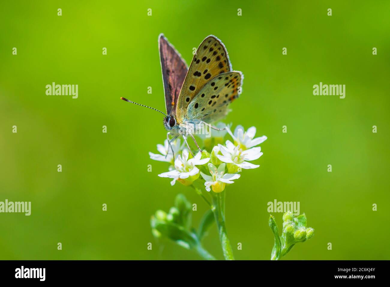 Farfalla di rame di soia titiro Lycaena impollinante su un occhio di ossa daisy in estate. Foto Stock