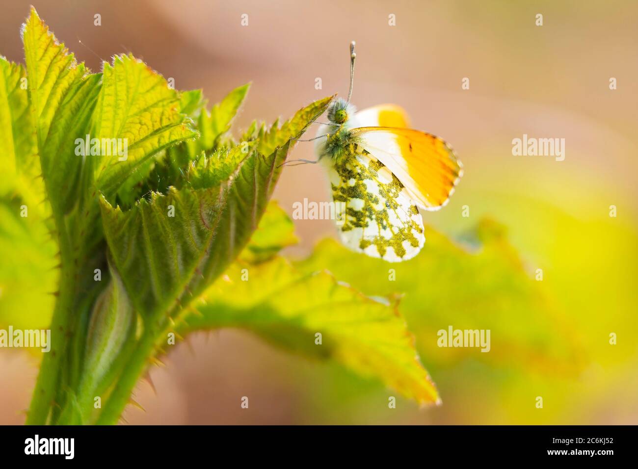 Anthocharis cardamines arancione punta farfalla maschile riposante in luce solare vista dall'alto con le ali aperte. Foto Stock