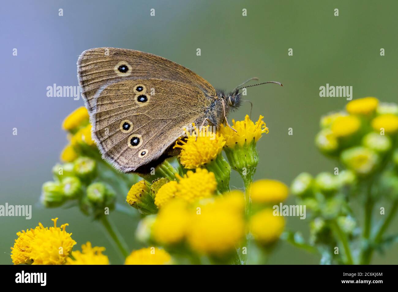 Primo piano di una farfalla ringlet Aphantopus iperantus appollaiato su una foglia in una foresta. Foto Stock