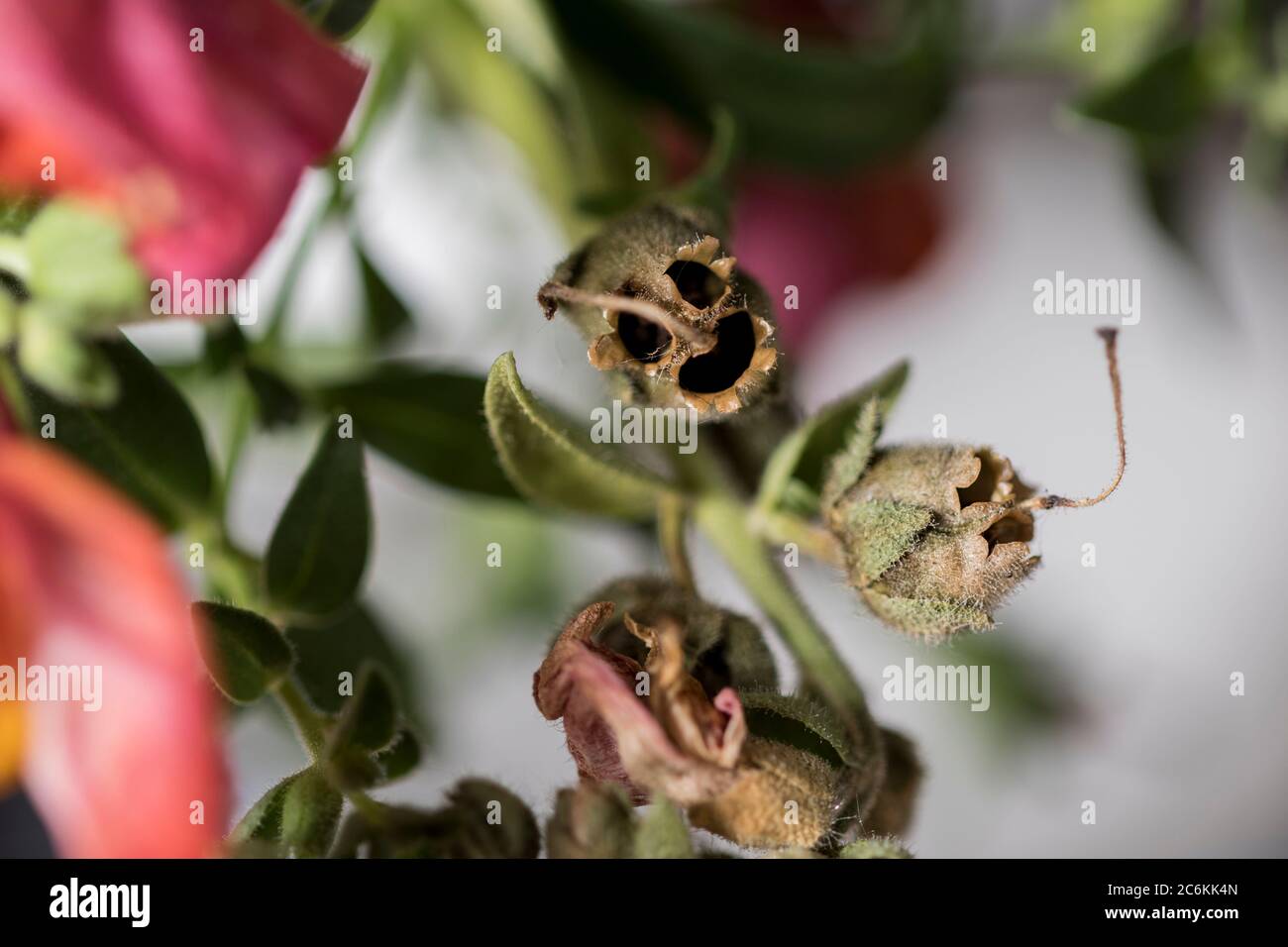 Drago che scatta vicino morti fiorisce il cranio come forma trovato in natura. Snap dragon flower pods vista macro. Foto Stock