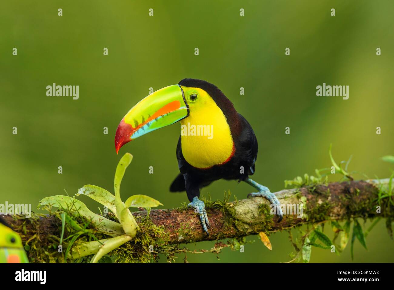 Toucan (Ramphastos sulfuratus), Laguna del lagarto, Alajuena, Costa Rica Foto Stock