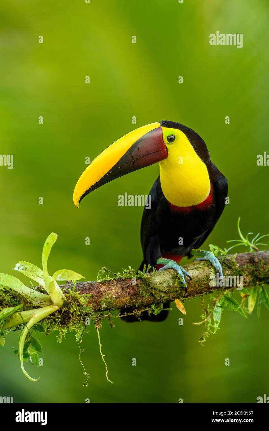 Toucan (Ramphastos ambiguus), Laguna del lagarto, Alajuena, Costa Rica Foto Stock