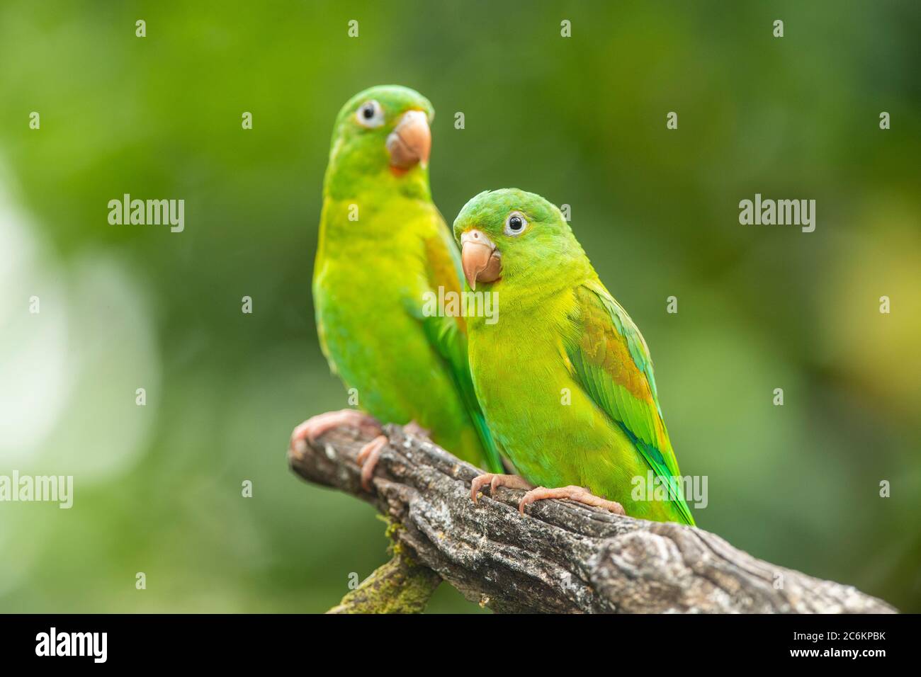 Parakeet con arance (Brotogeris jugularis), Guapiles, Limón, Costa Rica Foto Stock