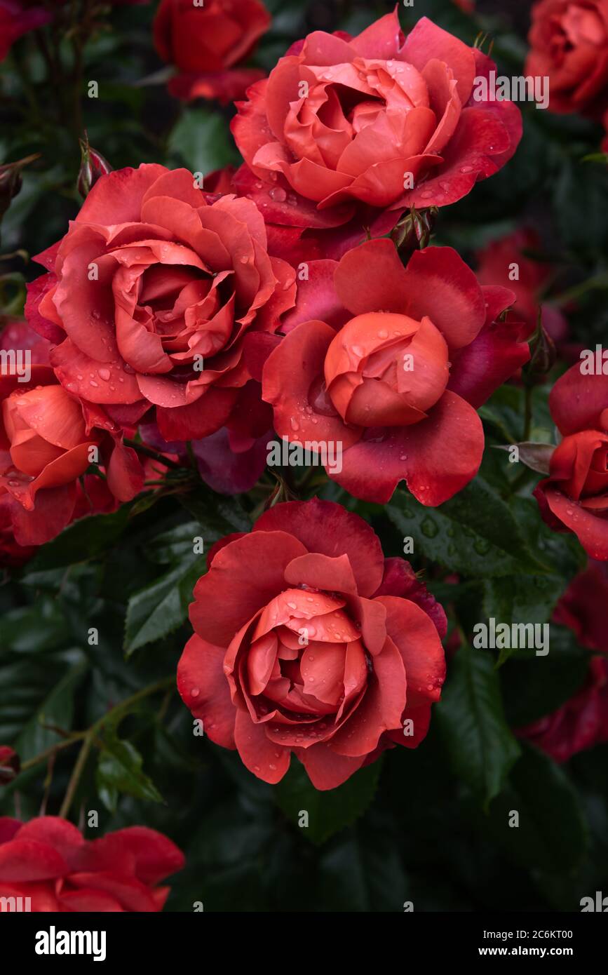 Rose rosse e vivaci coperte di gocce di pioggia Foto Stock