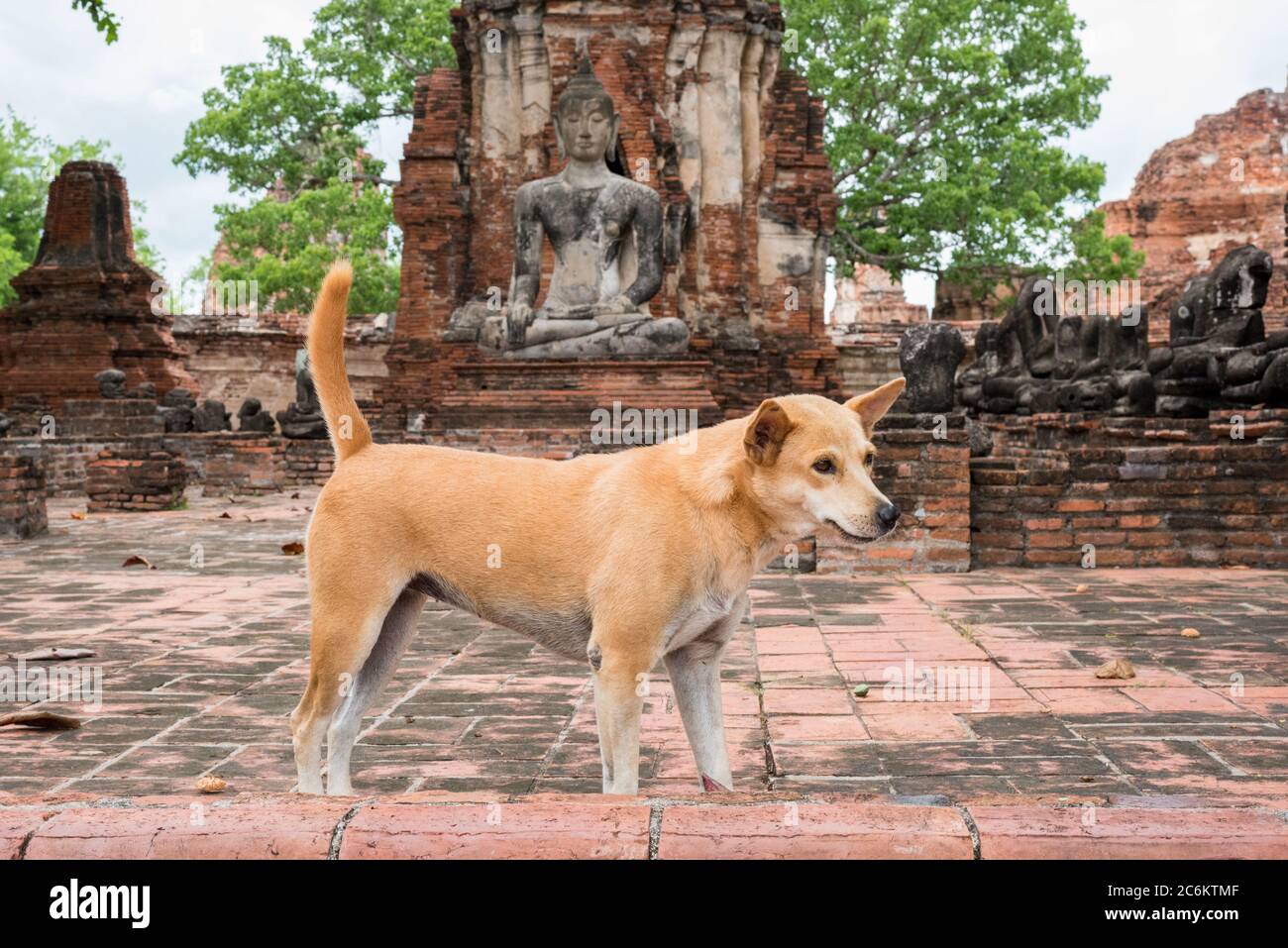 Cane alle rovine di Wat Phra Mahathat (Mahatat) in Ayutthaya, Thailandia. Foto Stock