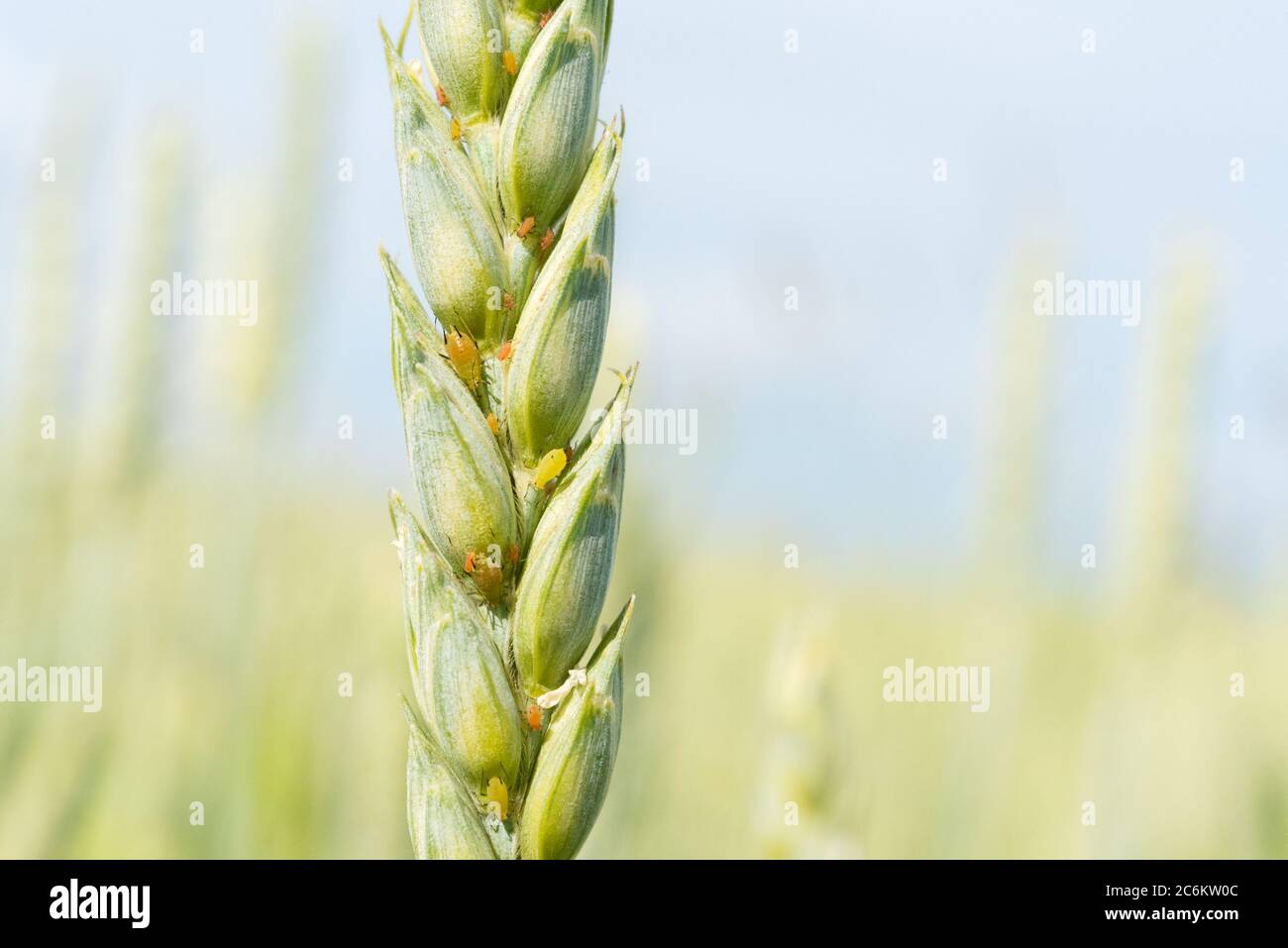Gli afidi si nutrono di un orecchio di orzo. Una fotografia macro, fuoco selettivo. Foto Stock