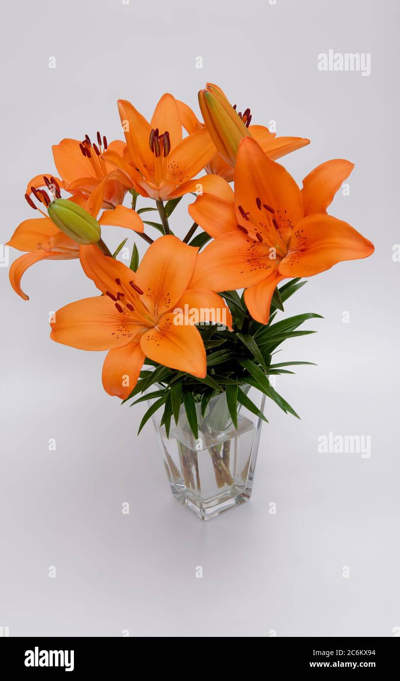 Bouquet di fiori d'arancio Lilium lancifolium su sfondo chiaro Foto Stock