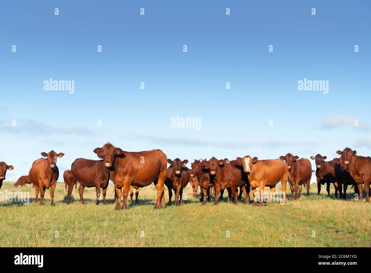 Mandria di bestiame di Santa Gertrudis in piedi nel campo Foto Stock