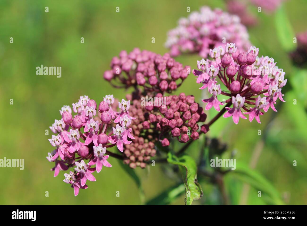 Palude fioriture di mungitura da Linne Woods in Morton Grove, Illinois Foto Stock