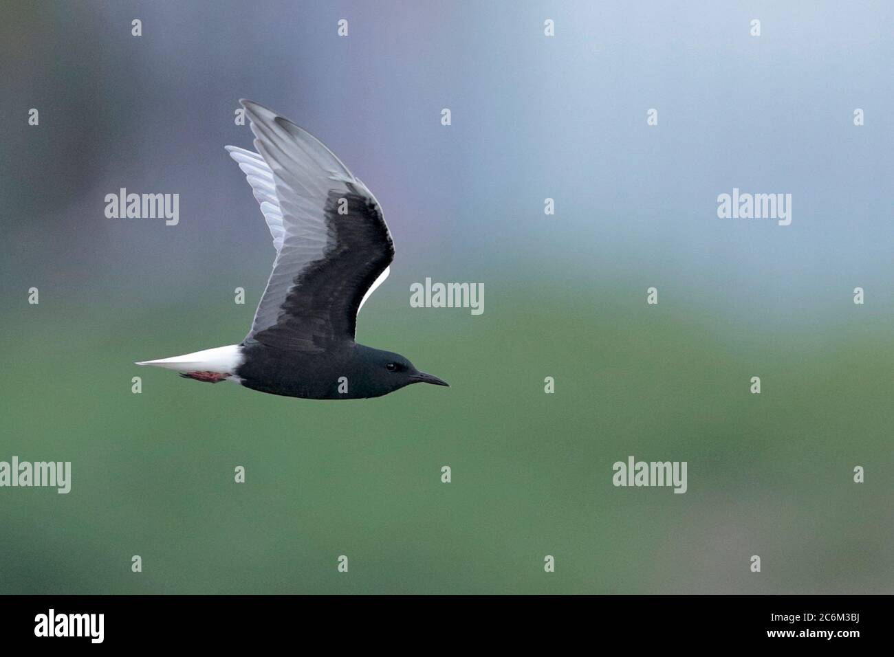 Tern alato bianco (Chlidonias leucopterus), in volo, vista laterale, crumage riproduttivo, Deep Bay, nuovi territori, Hong Kong 14 maggio 2020 Foto Stock