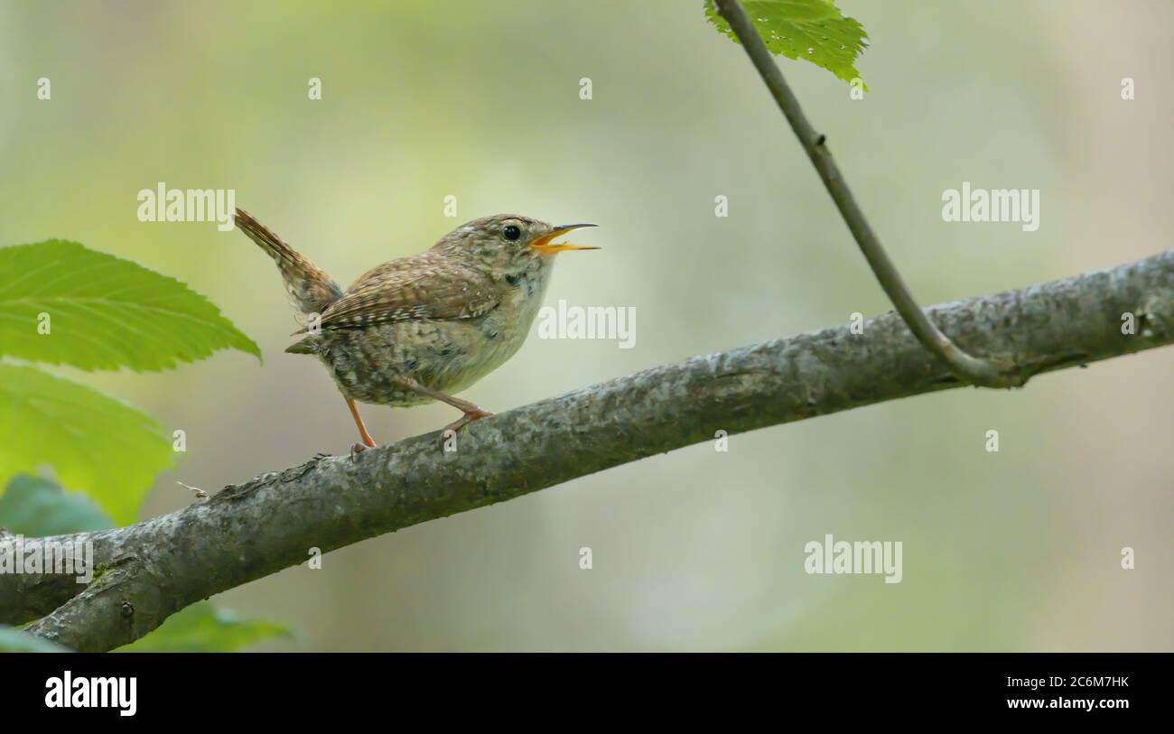 bird, robin, europa, italia, italia, liguria, italia, liguria, italia, liguria, italia, liguria, italia, liguria, Foto Stock