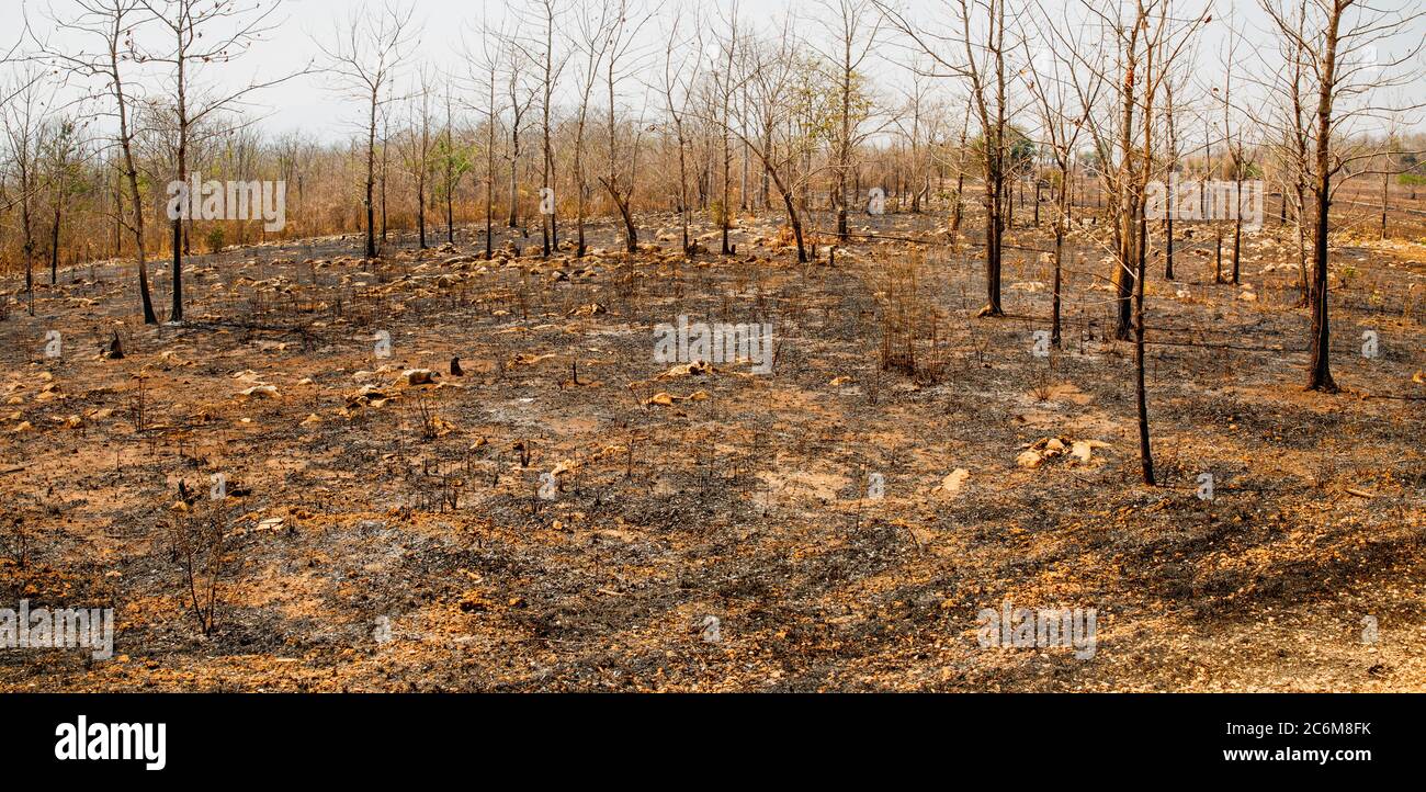 La distruzione delle foreste per la coltivazione in movimento in Thailandia. Foto Stock