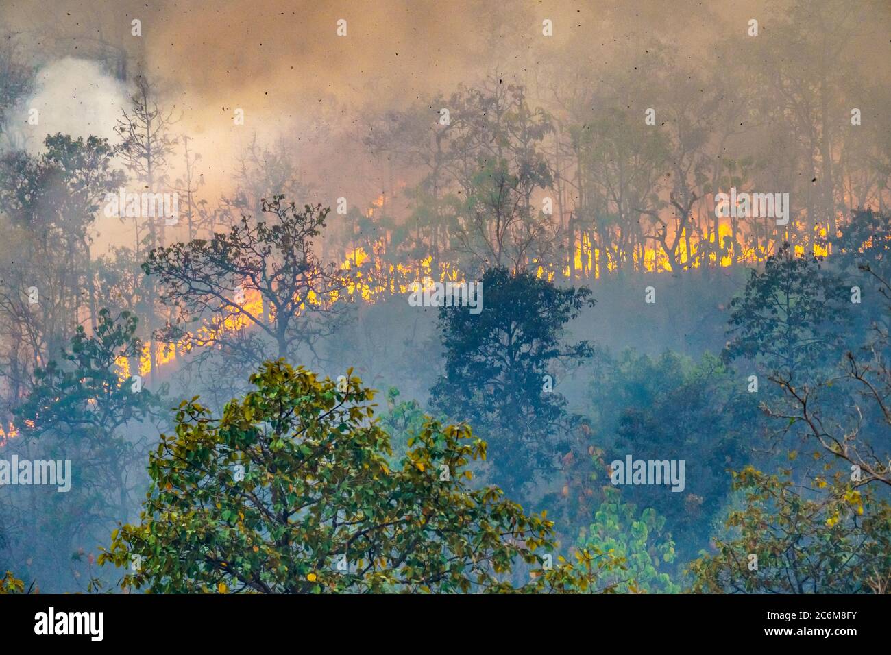 Pioggia foresta il disastro di fuoco è bruciato causato da esseri umani Foto Stock
