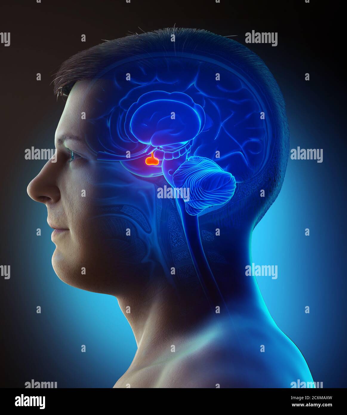 Rappresentazione 3d illustrazione medica di un cervello maschio anatomia GHIANDOLA PITUITARIA - sezione trasversale Foto Stock