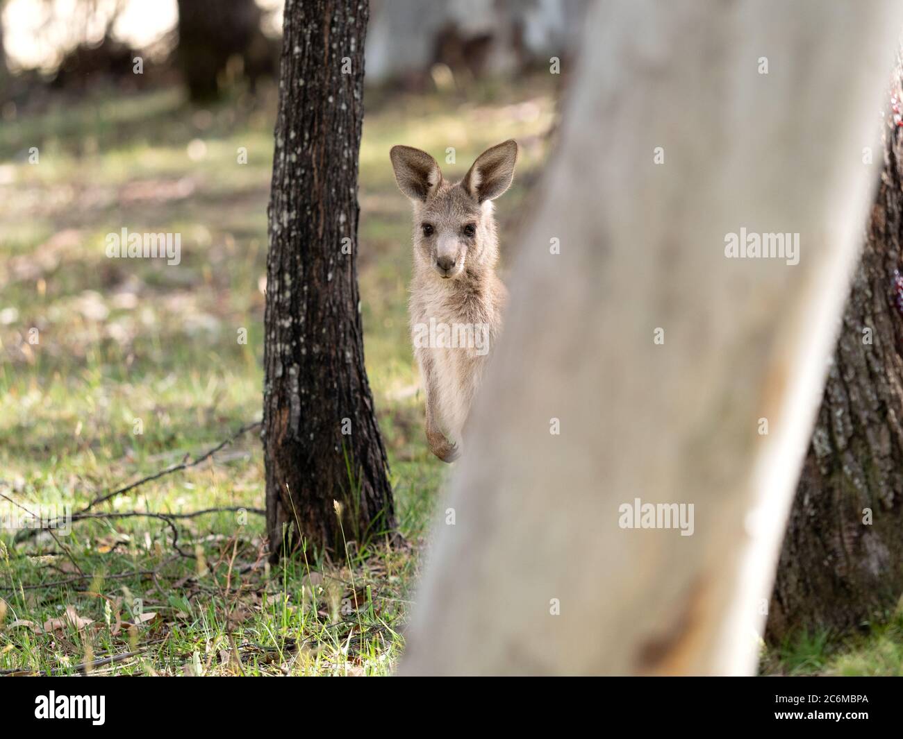 Canguro grigio selvaggio, Australia. Foto Stock