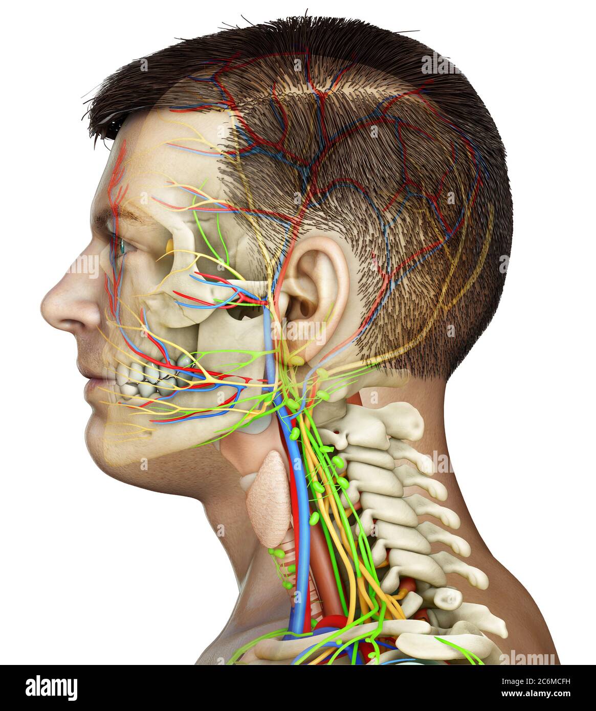 rappresentazione 3d dell'anatomia della testa maschile per l'istruzione Foto Stock