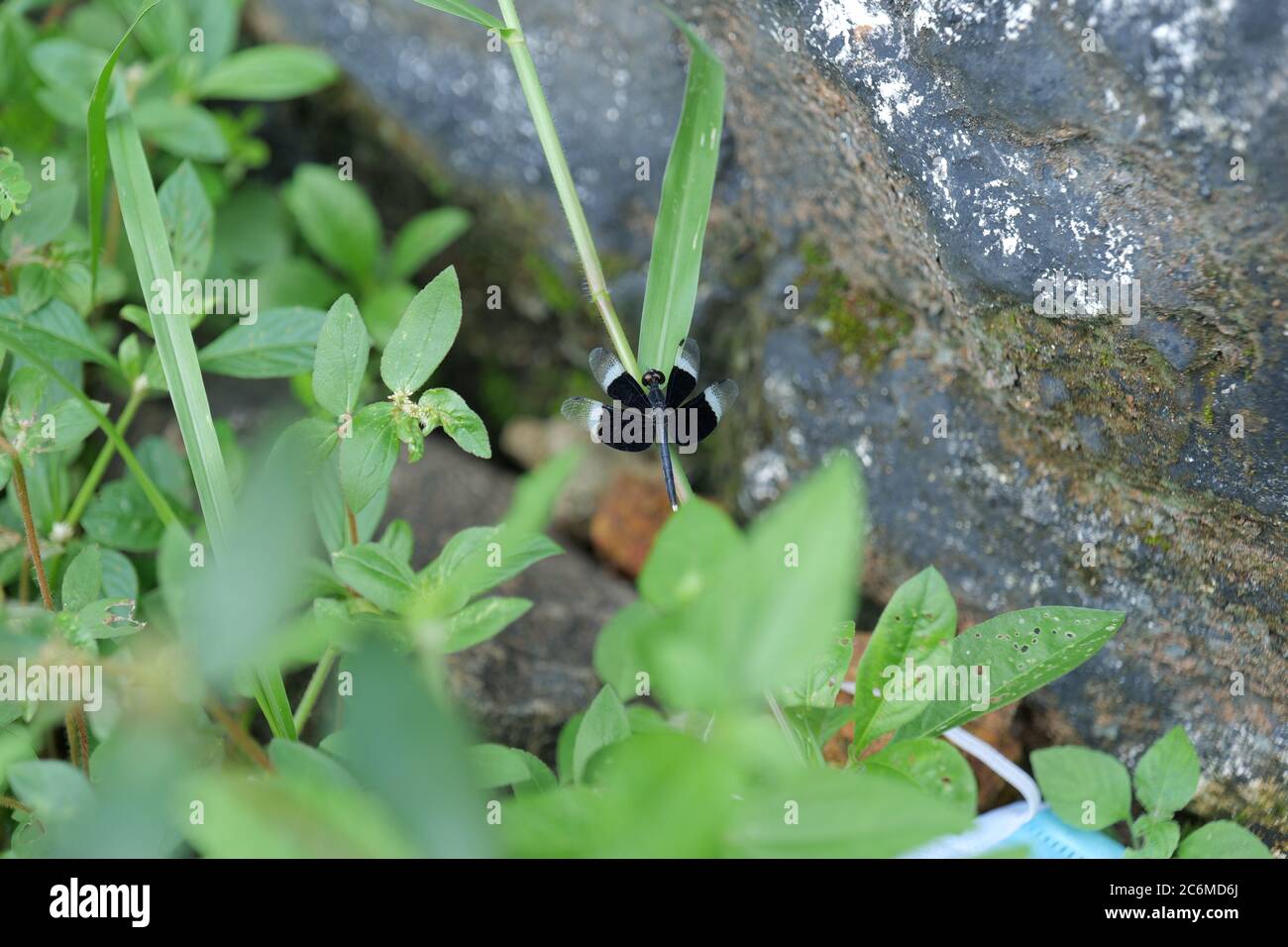 Una libellula alata bianca e nera a riposo nel Garden.Widow Skimmer è uno dei gruppi di dragonflies noti come re skimmer. Foto Stock