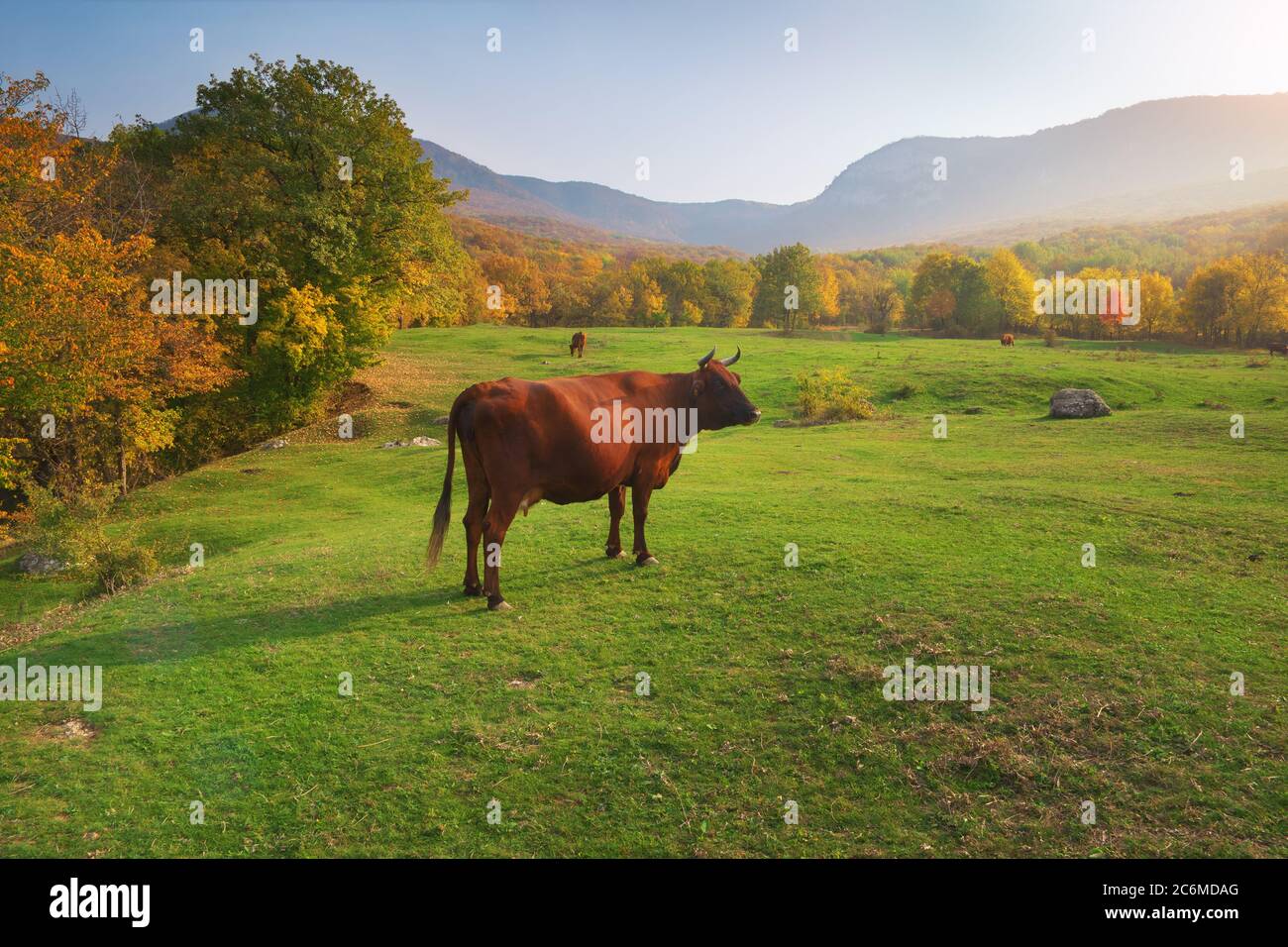 Mucca su prato verde in montagna. Composizione della natura. Foto Stock