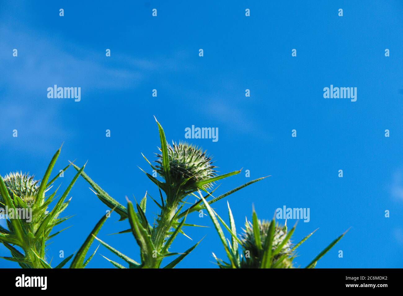 Primo piano dei lobi delle foglie di un tistolo della lancia anche kwon come comune tistolo, nome scientifico Cirsium vulgare Foto Stock