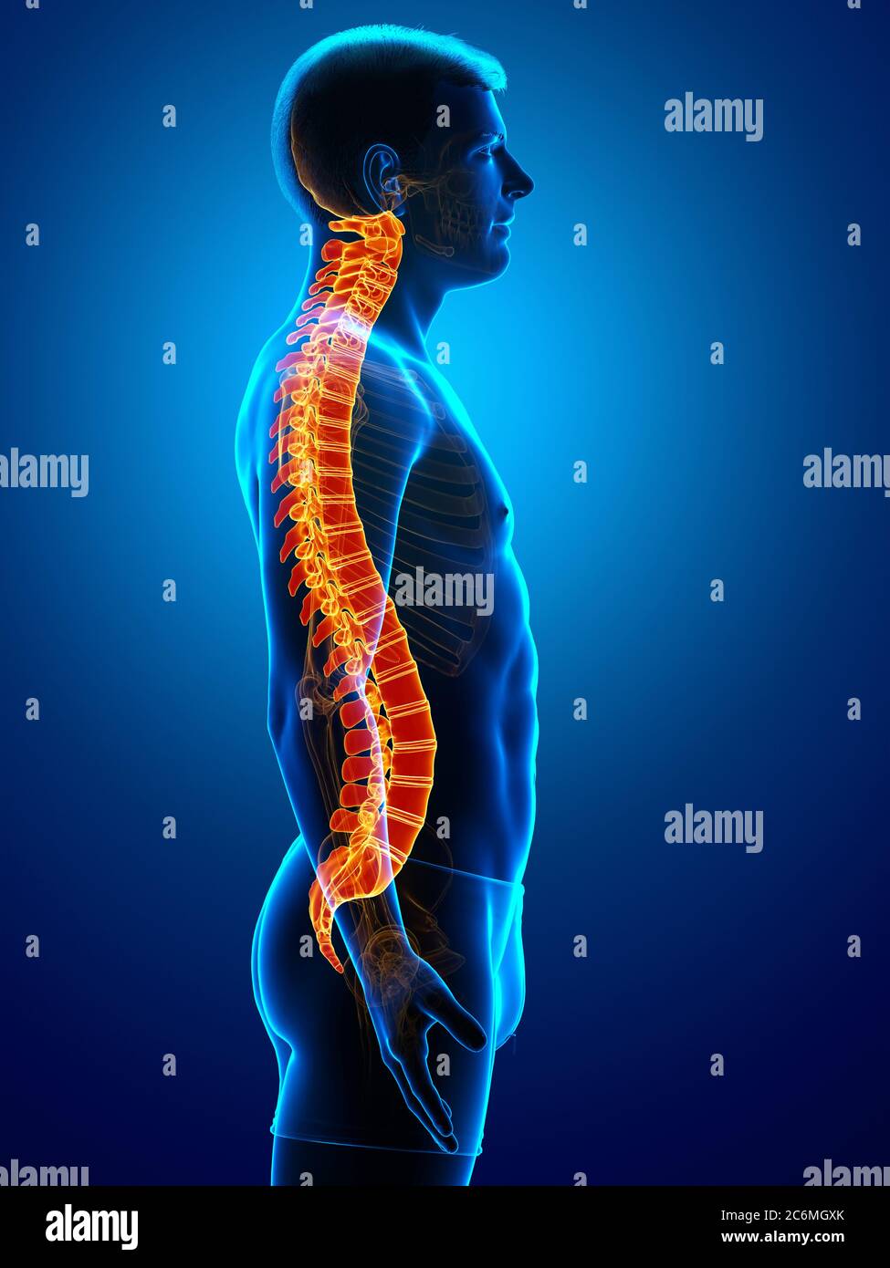 rappresentazione 3d con rappresentazione medica accurata di una colonna vertebrale illuminata in modo elevato Foto Stock