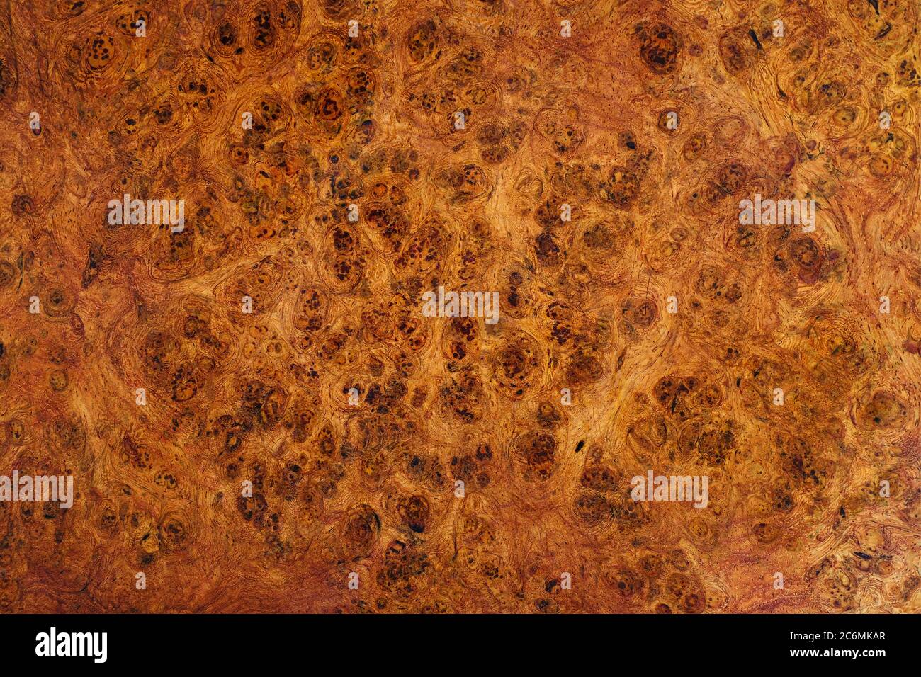 Natura Afzelia burl legno a strisce sono legno bello modello per l'artigianato o arte di fondo Foto Stock