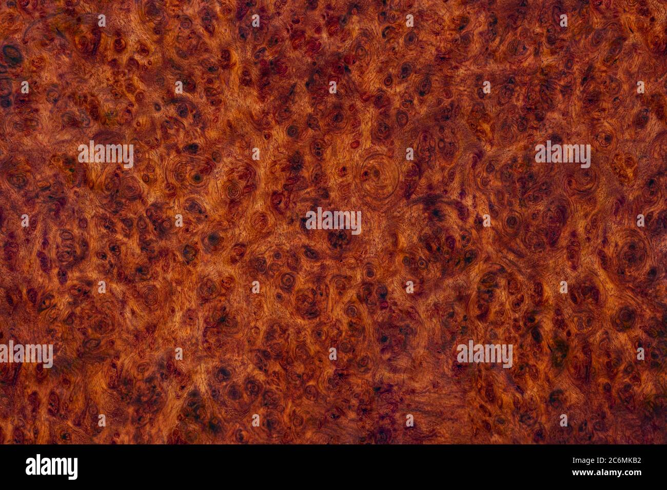 Natura Burma padauk burl legno a strisce sono legno bello modello per l'artigianato o arte di fondo Foto Stock