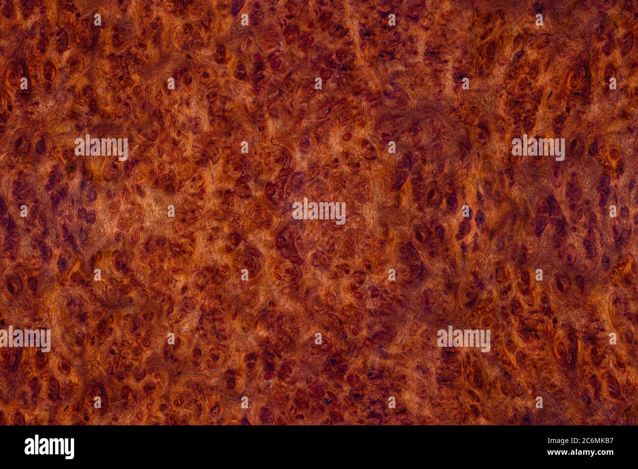 Natura Burma padauk burl legno a strisce sono legno bello modello per l'artigianato o arte di fondo Foto Stock