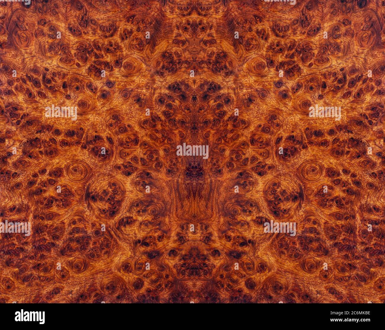 Natura Burma padauk burl legno a strisce sono legno bello modello per l'artigianato o arte di fondo Foto Stock