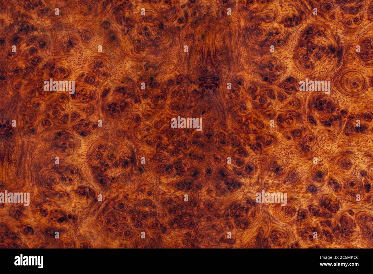 Natura Burma padauk burl legno a strisce sono legno bello modello per l'artigianato o arte di fondo Foto Stock
