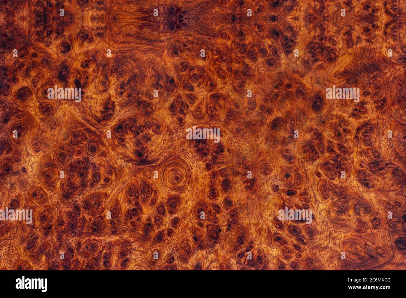 Natura Burma padauk burl legno a strisce sono legno bello modello per l'artigianato o arte di fondo Foto Stock