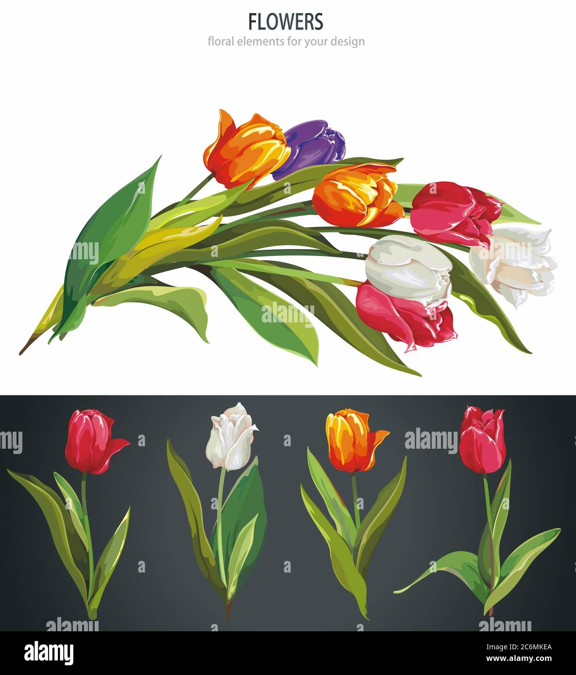 Colorato bouquet di tulipani primaverili, isolato su sfondo bianco Illustrazione Vettoriale