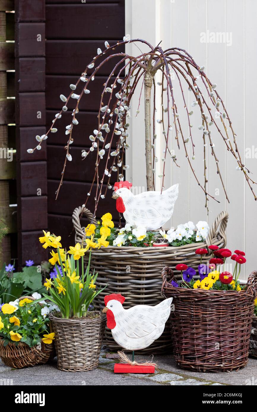 decorazione di pasqua con pollo pasquale e fiori di primavera in cestini Foto Stock