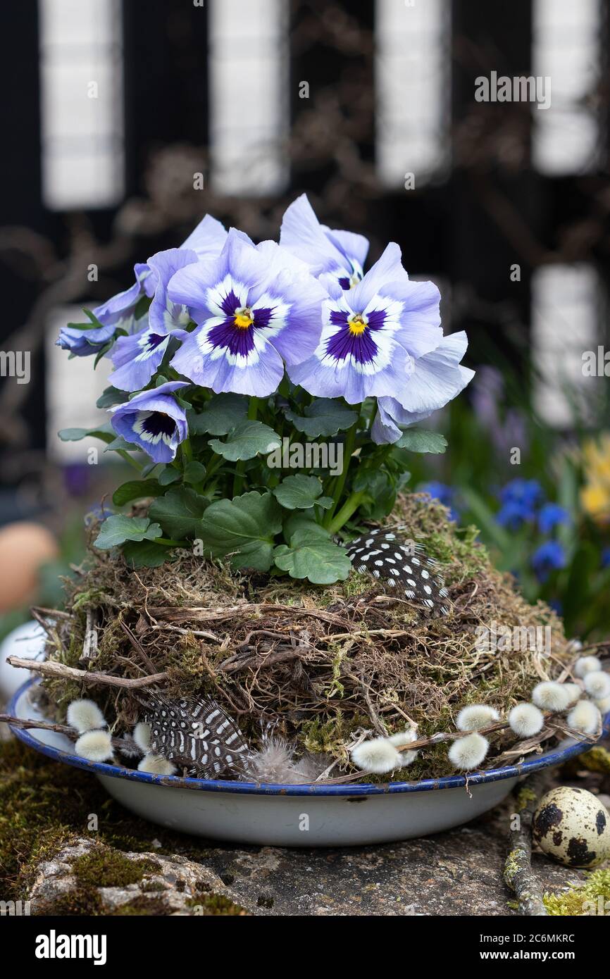viola viola fiori di viola in nido d'uccello come decorazione rustica primavera Foto Stock