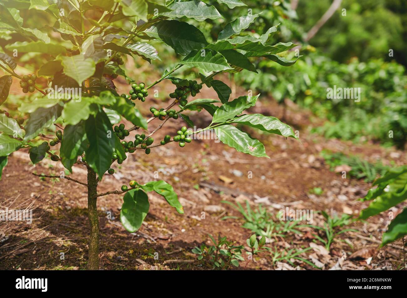 Giovane albero di caffè con fagioli in giornata di sole Foto Stock