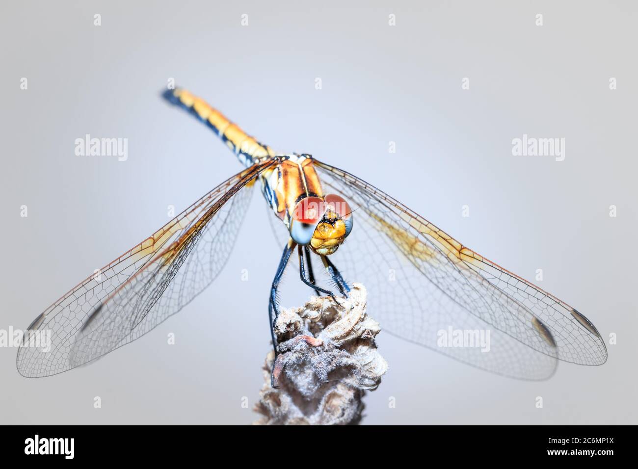 Grande libellula (Odonata) con occhi gialli poggiati su una pianta di lavanda, Città del Capo, Africa Foto Stock